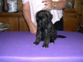 Chloe x Astro curly girl 7.4.0-2-1 Chloe x Astro curly girl 7.4.0-2-1